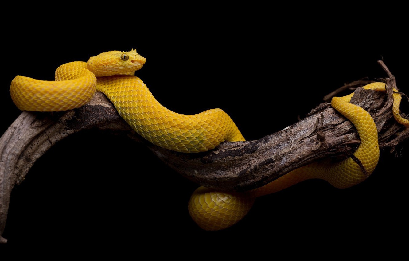 Photo Wallpaper Tree, Snake, Black Background, Yellow, - Snake On Black Background - HD Wallpaper 