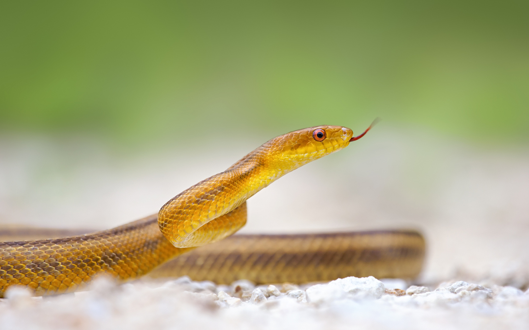 Desktop Snake Wallpapers Hd Download - Desktop Hd Dangerous Snake - HD Wallpaper 