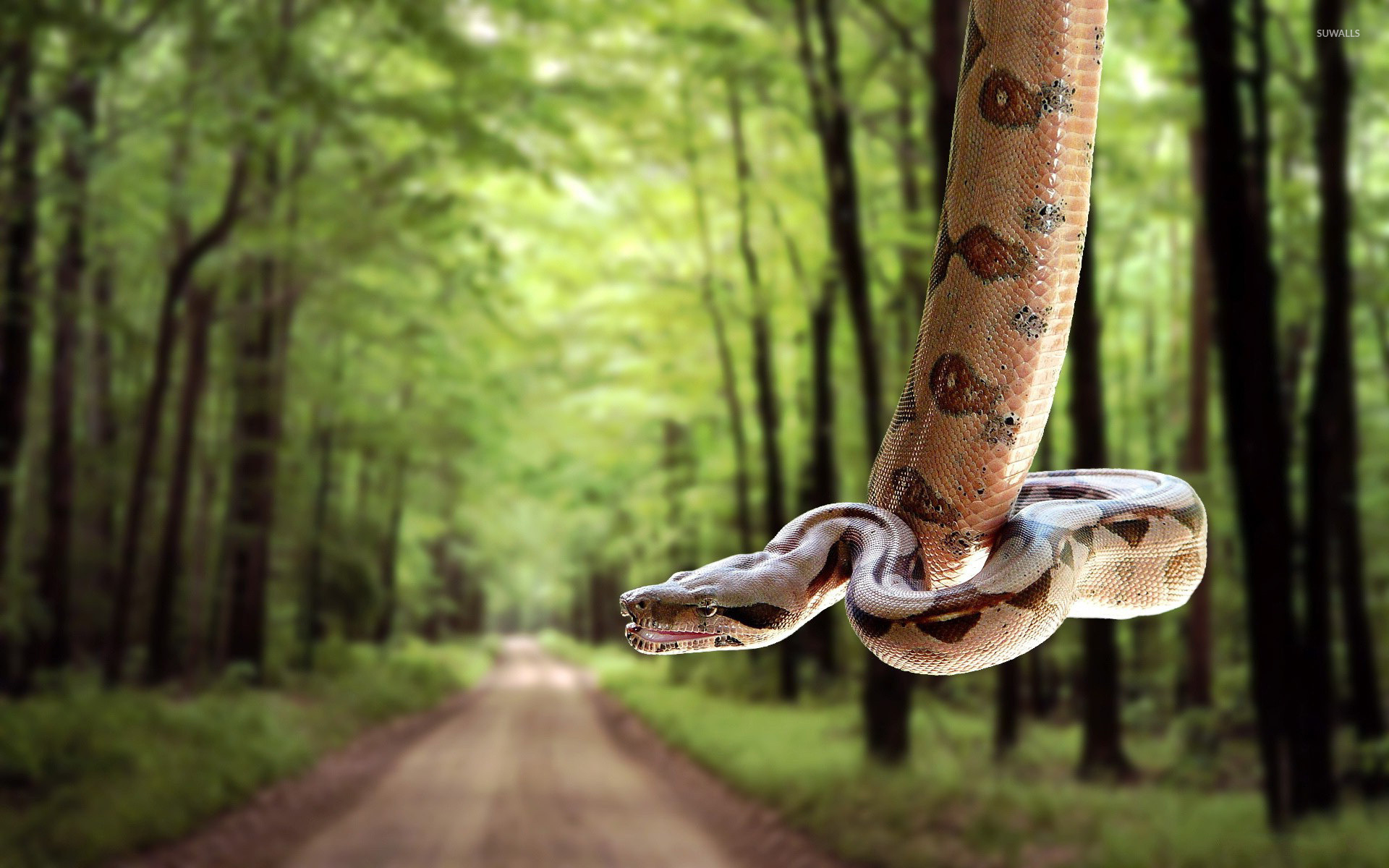 3d Hd Wallpapers Snake - HD Wallpaper 