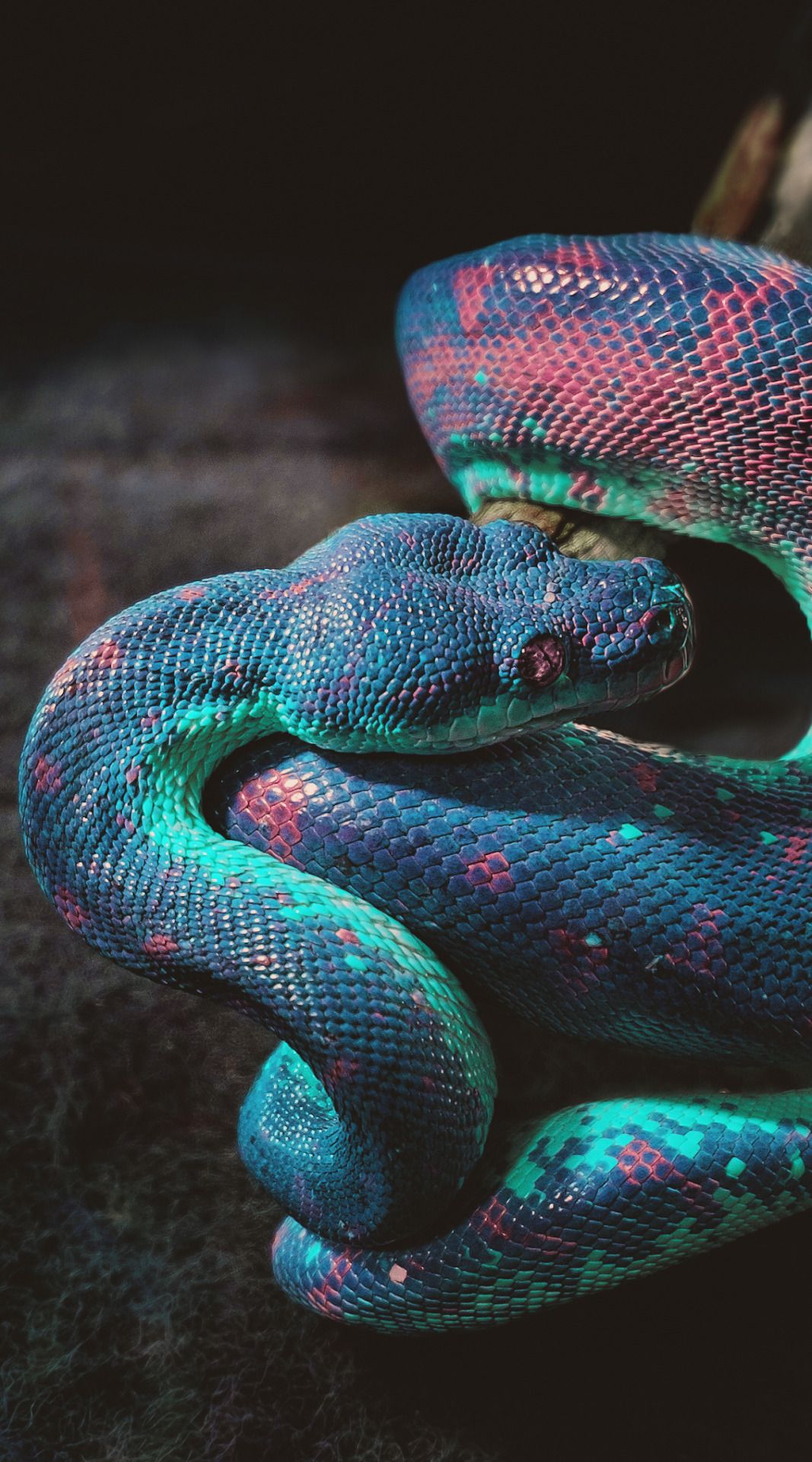 Snakes Call You Babe - HD Wallpaper 