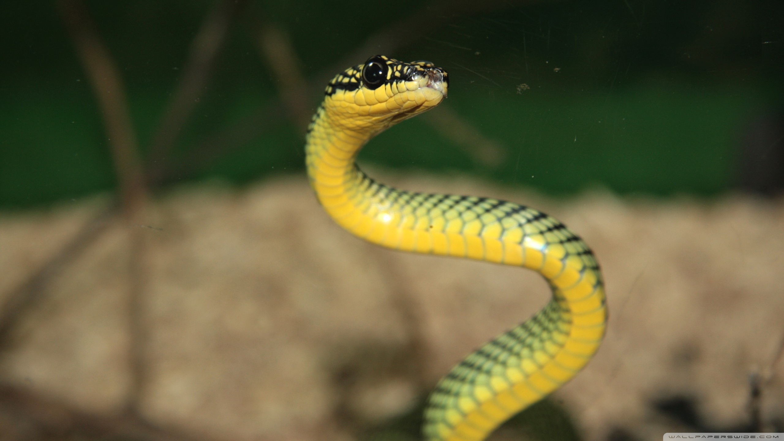 Serpent Jaune Et Vert - HD Wallpaper 