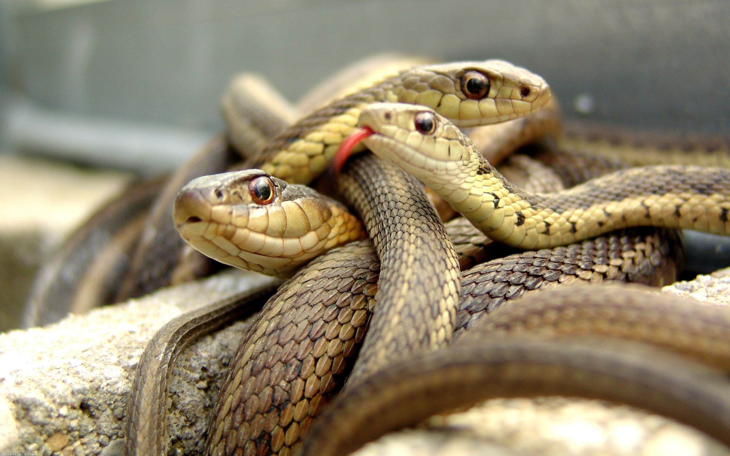 Nature, Landscape, Animals, Snake Wallpapers Hd / Desktop - Snake Wallpaper Hd - HD Wallpaper 