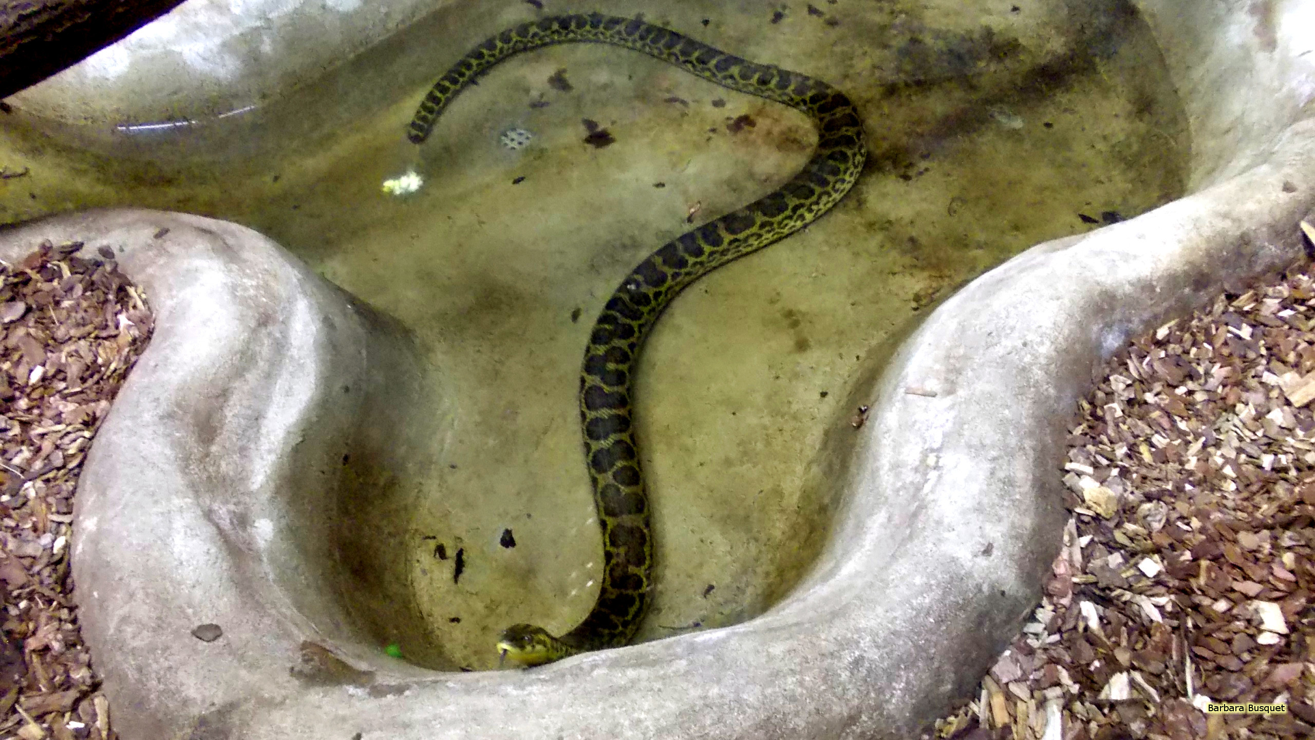 Hd Wallpaper With A Snake In The Water - Full Hd Snake - HD Wallpaper 