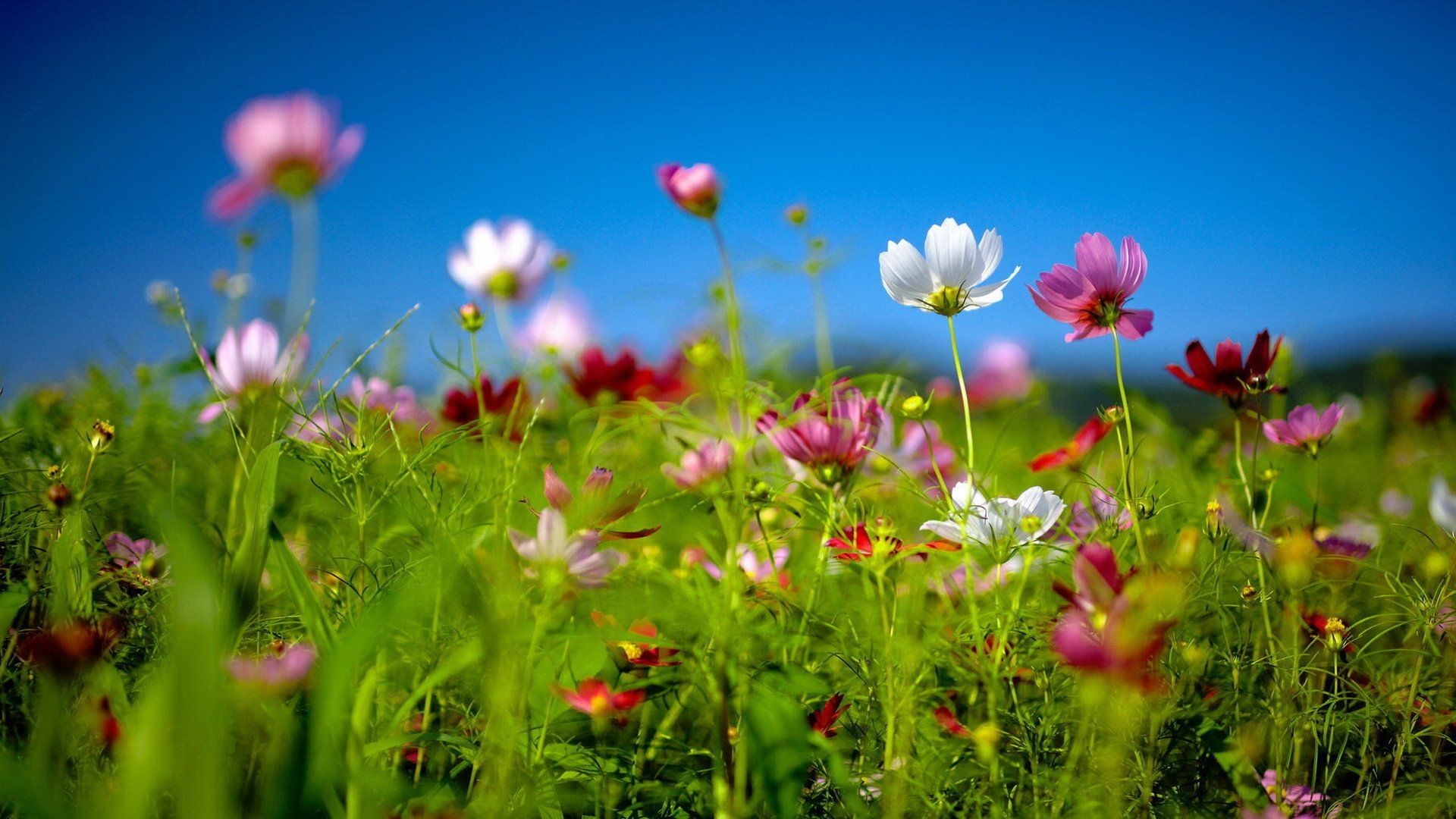 1920x1080, Collection Of Wallpaper Themes On Hdwallpapers - Flower Field Desktop Background - HD Wallpaper 