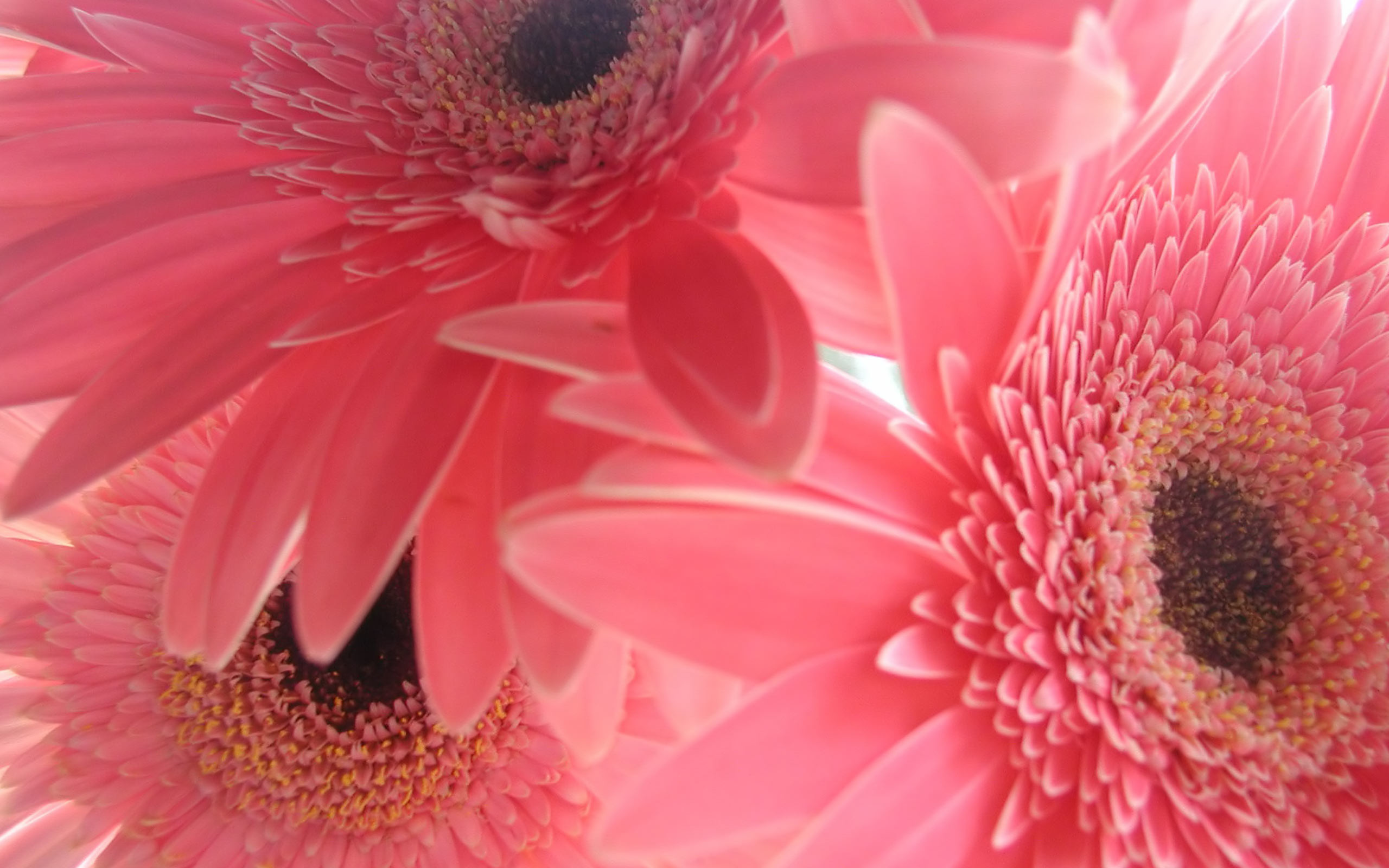 Pink Flower Backgrounds - Hd Wallpapers For Laptop Flowers - HD Wallpaper 