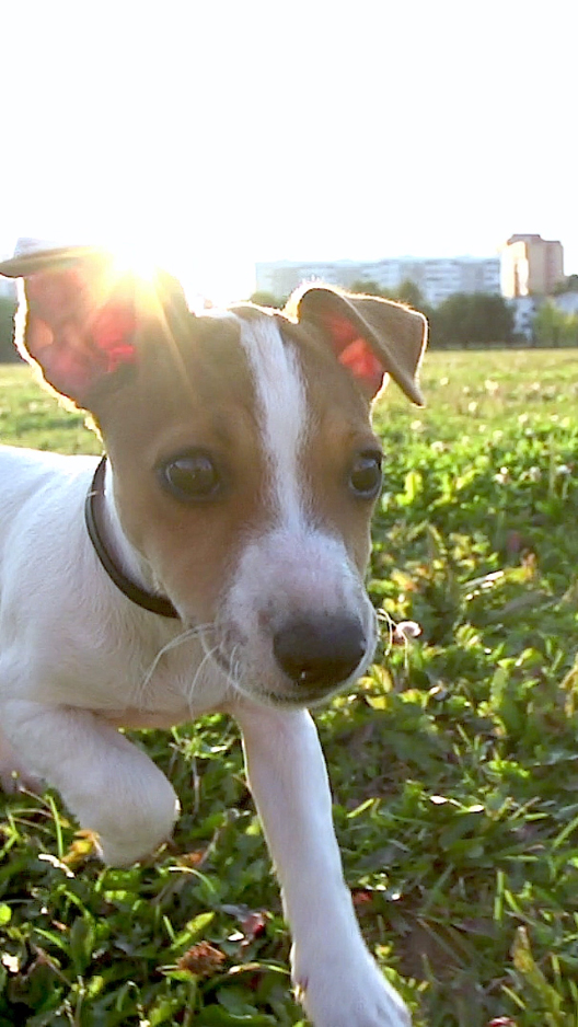 Dog Wallpaper Samsung - HD Wallpaper 