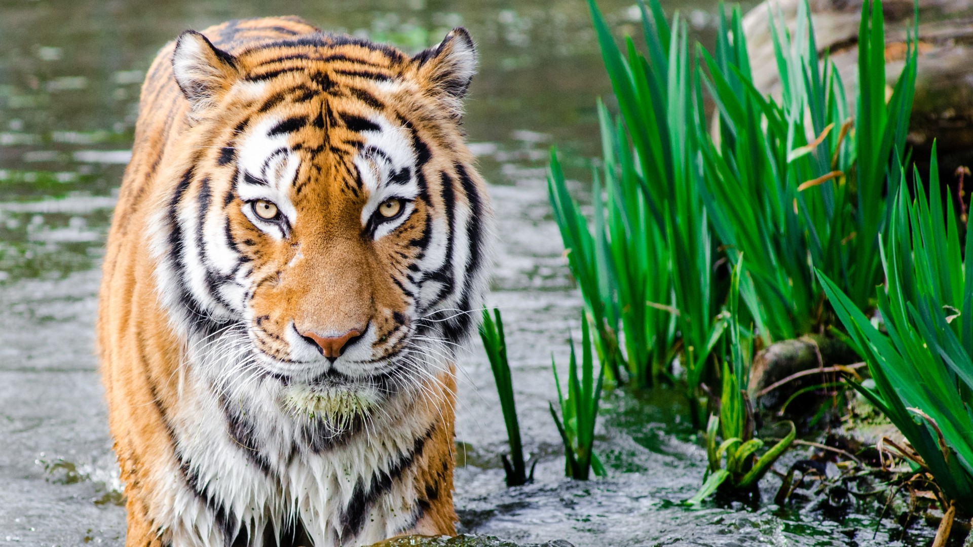 1920x1080, Bengal Tiger Wallpaper Full Hd 
 Data Id - Bengal Tiger Hd - HD Wallpaper 