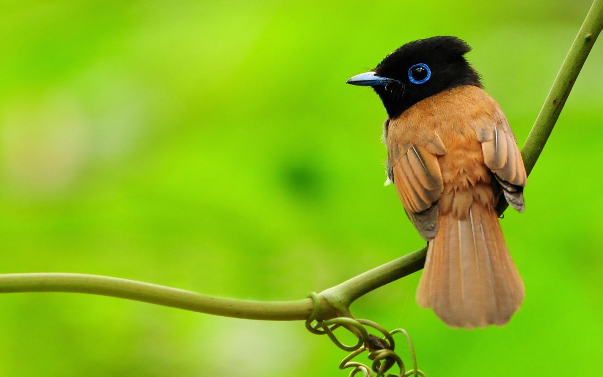 Bird Full Hd Wallpaper Download - Birds Hd - HD Wallpaper 