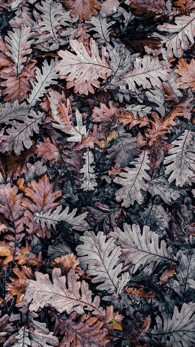 Iphone Fall Backgrounds - HD Wallpaper 