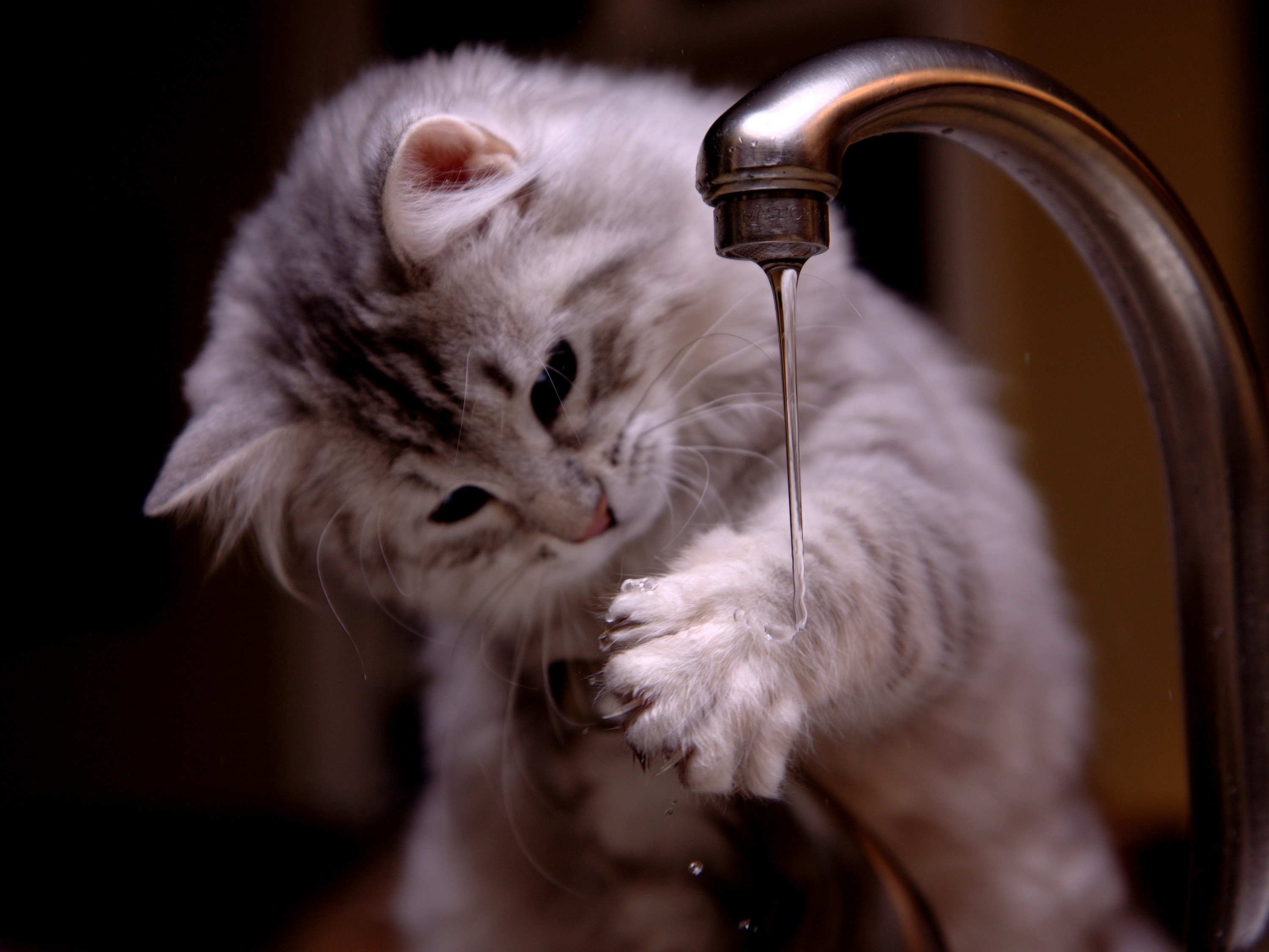 Free Kitten High Quality Wallpaper Id - Cat Washing Its Hands - HD Wallpaper 