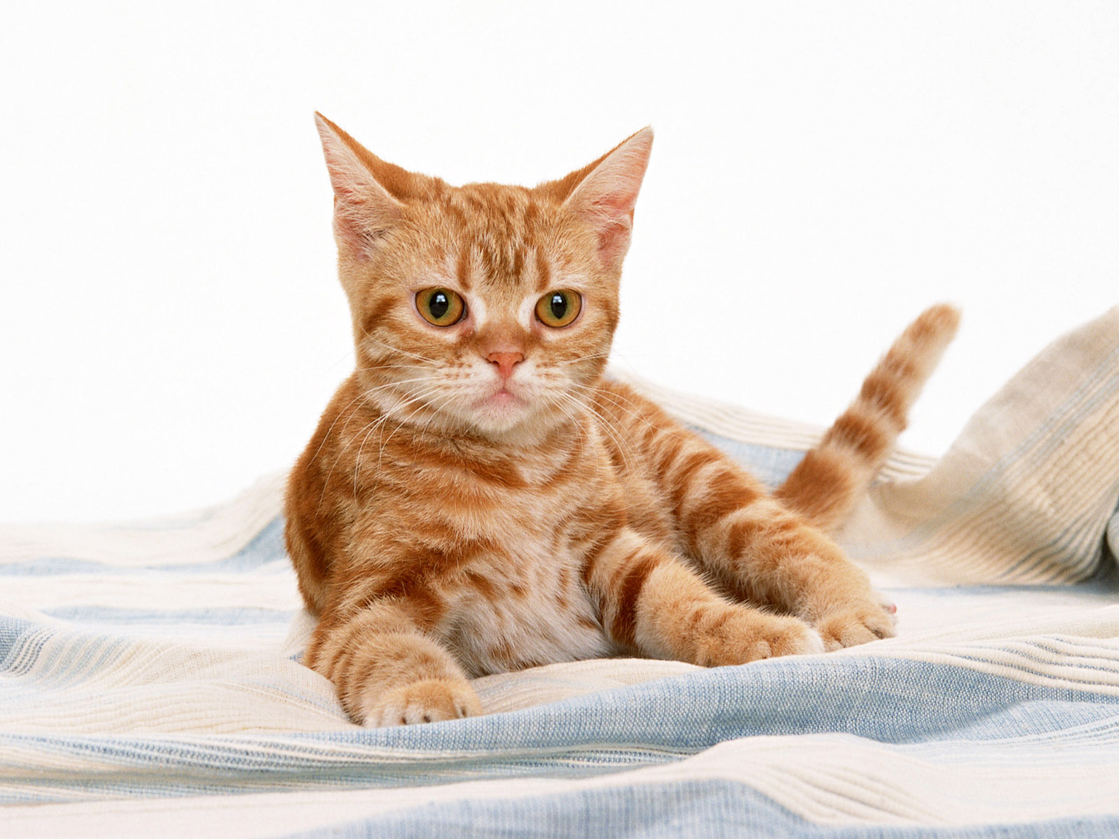 Cute Kitty Wallpaper - Cat Upside Down Face - HD Wallpaper 