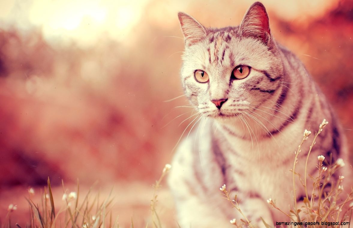 Download Cool Cat Cute Hd Wallpaper For Desktop Background - Cool Backgrounds Warrior Cats - HD Wallpaper 