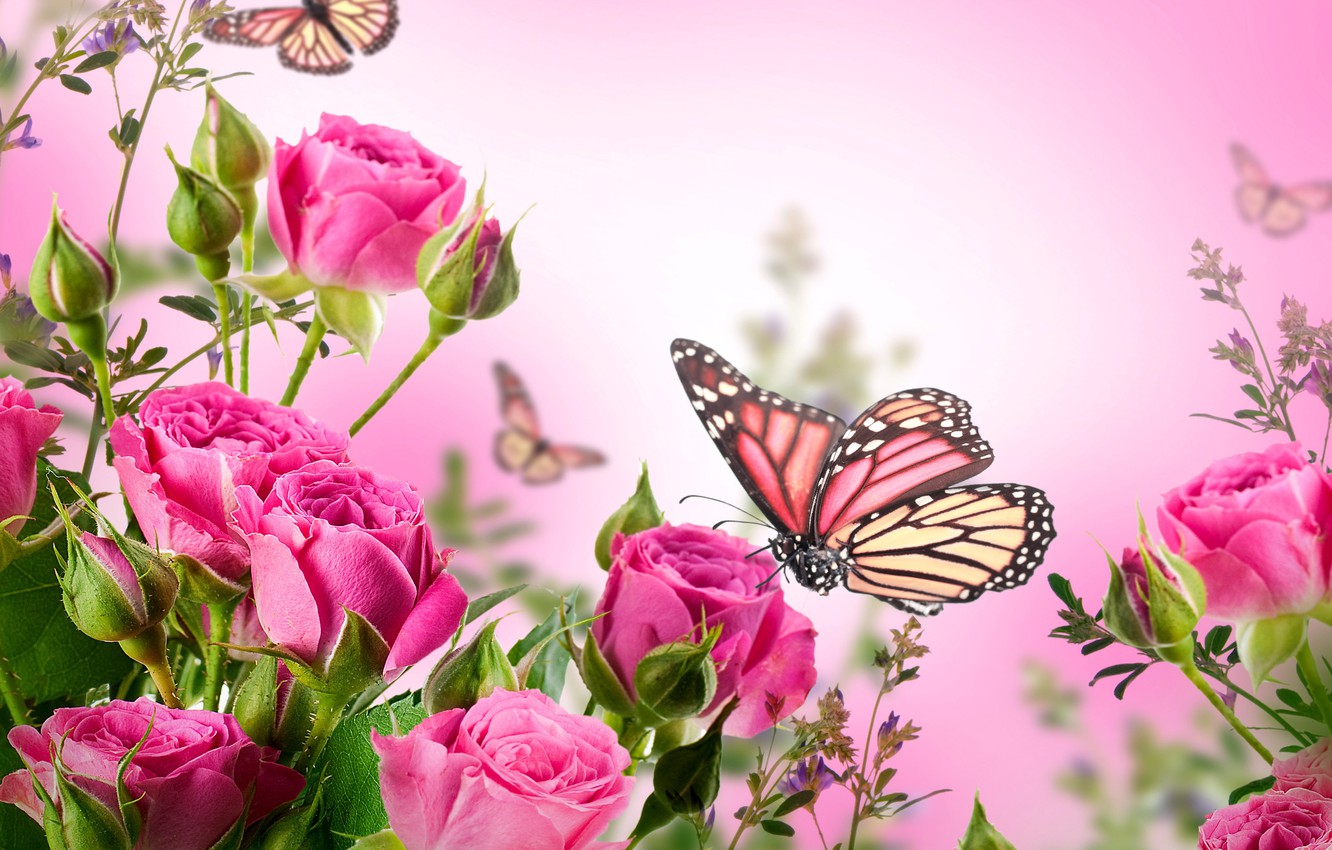 Photo Wallpaper Butterfly, Flowers, Roses, Flowering, - HD Wallpaper 