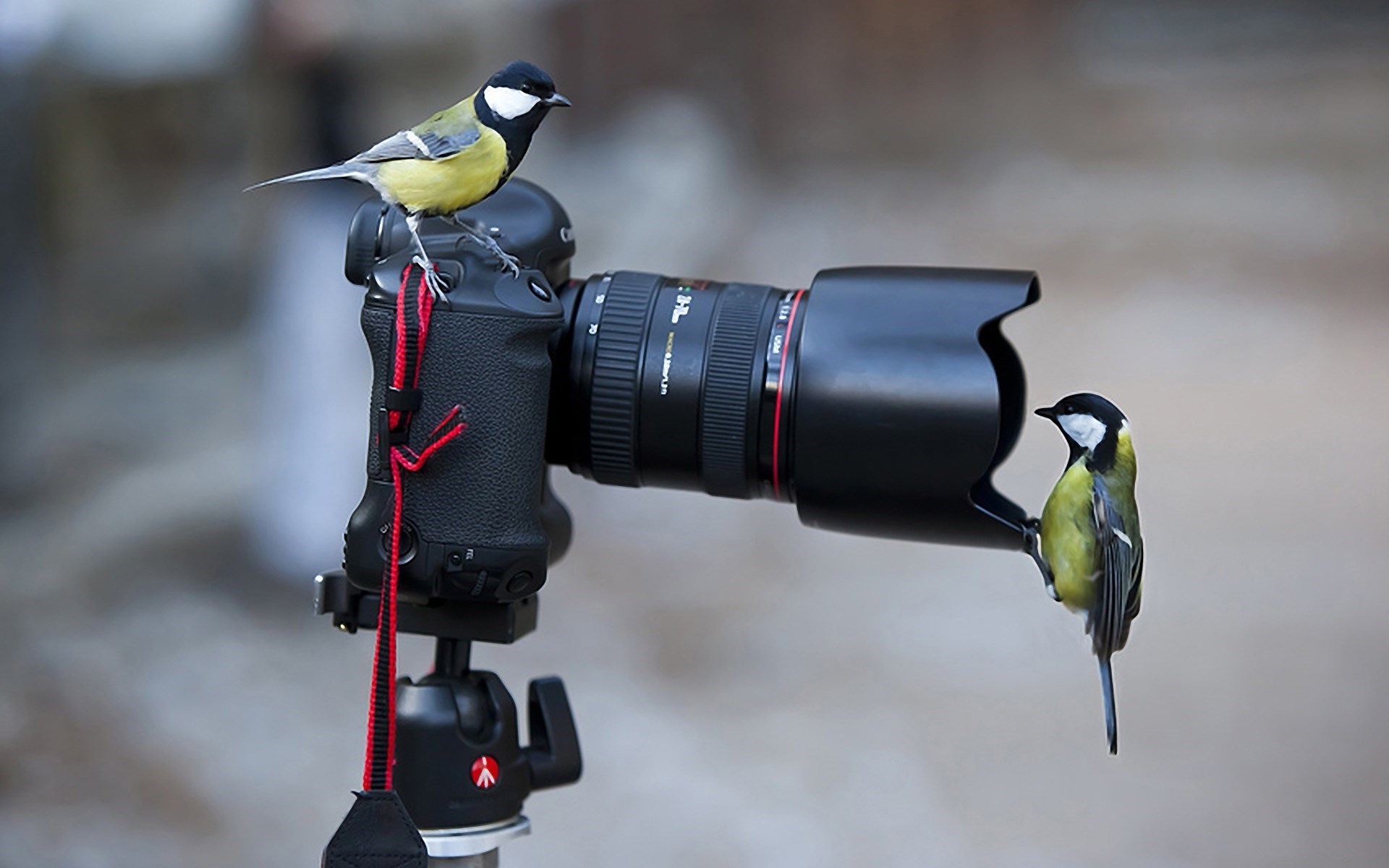 Birds Camera - HD Wallpaper 