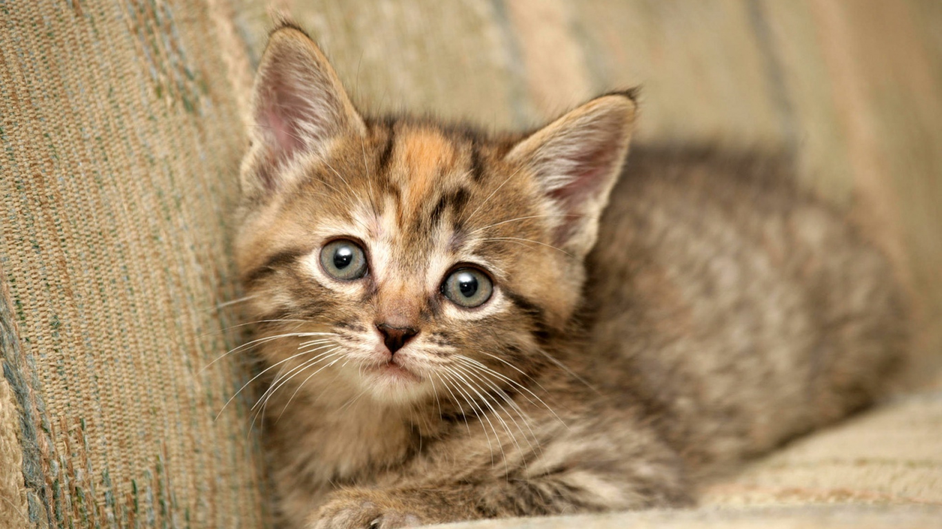 Cute Kittens Wallpapers For Desktop - Adorable Fluffy Kitten - HD Wallpaper 