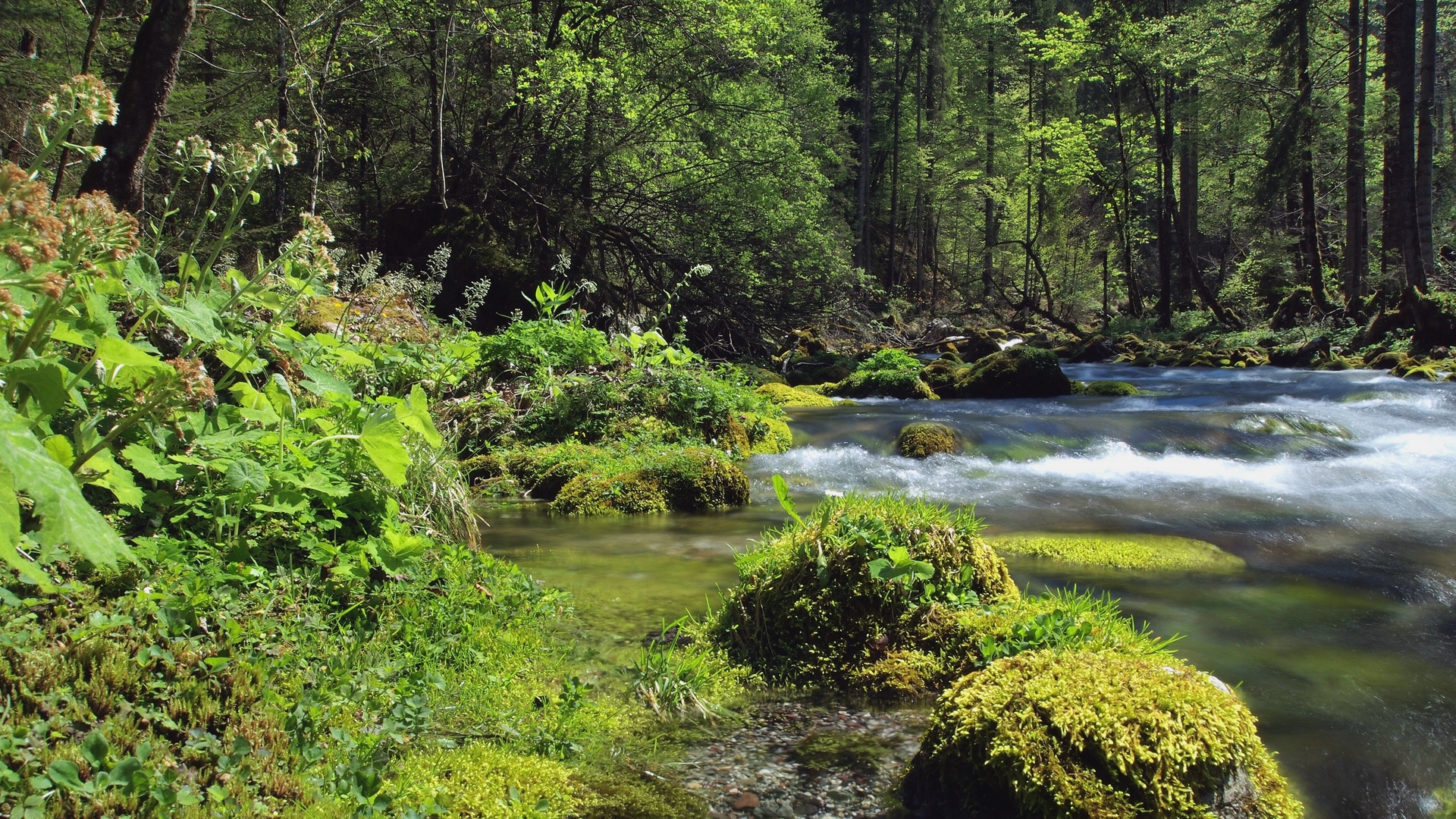 Wallpaper Forest, River, Landscape - Forest Background 1920 By 1080 - HD Wallpaper 