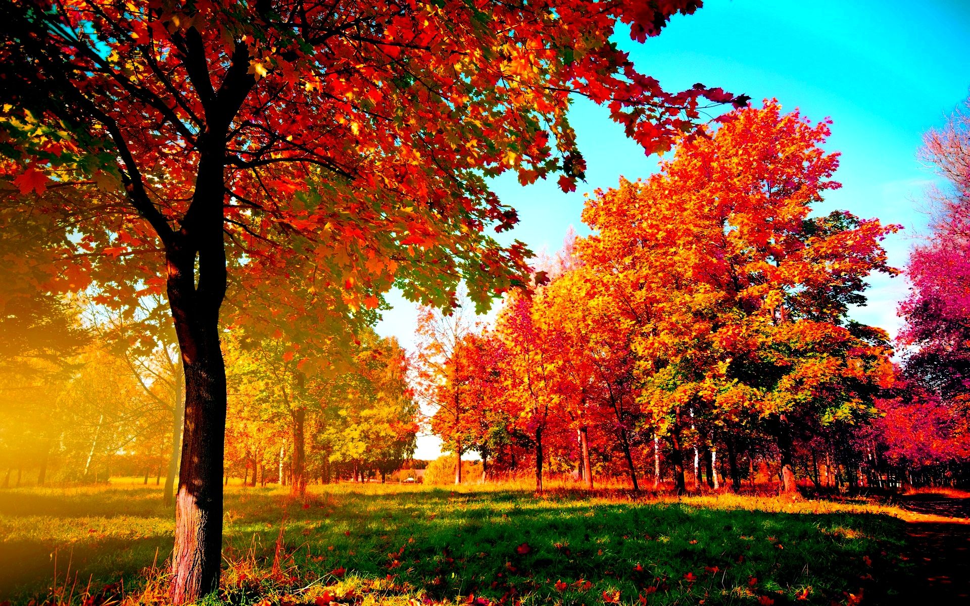 Autumn Trees Wallpaper Free - Fall Trees Desktop Background - HD Wallpaper 