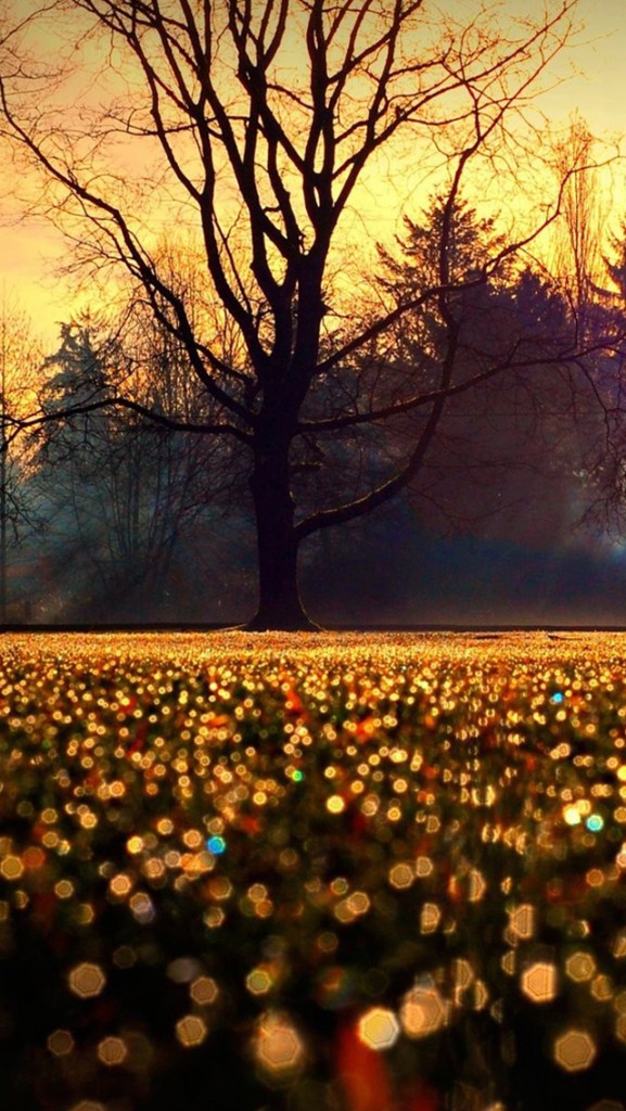 Autumn Wallpaper Phone - 577x1024 Wallpaper Autumn Wallpaper Phone - 577x1024 Wallpaper