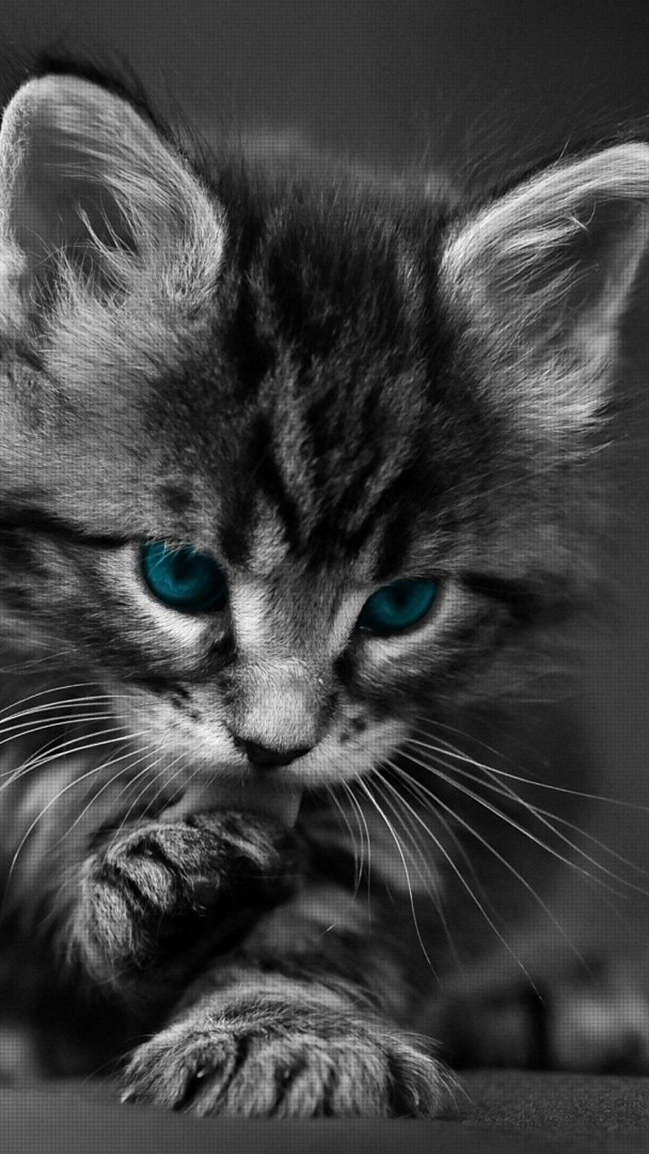 Cute Black Cat Wallpaper Hd - 720x1280 Wallpaper Cute Black Cat Wallpaper Hd - 720x1280 Wallpaper