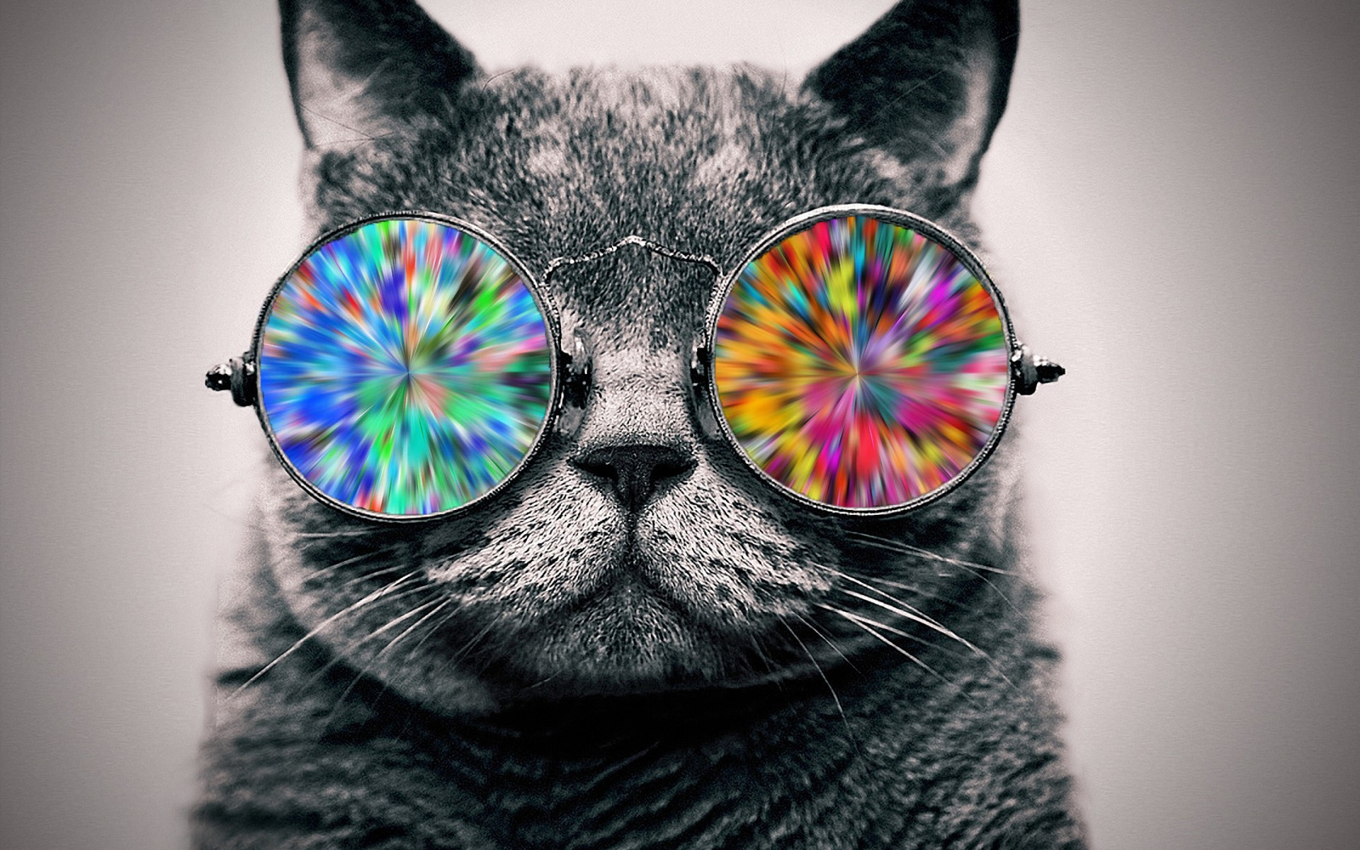 Cat With Glasses Hd - HD Wallpaper 