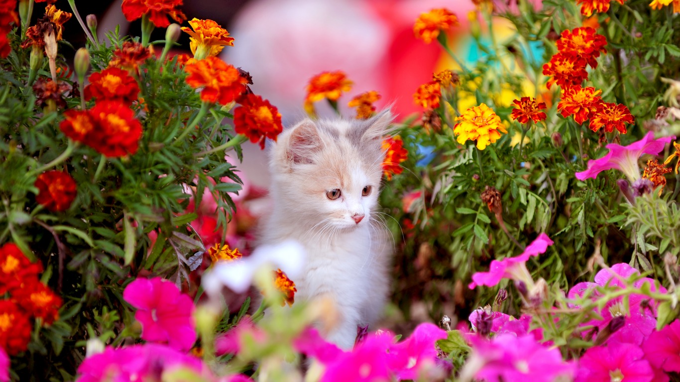 Cat Flower - HD Wallpaper 