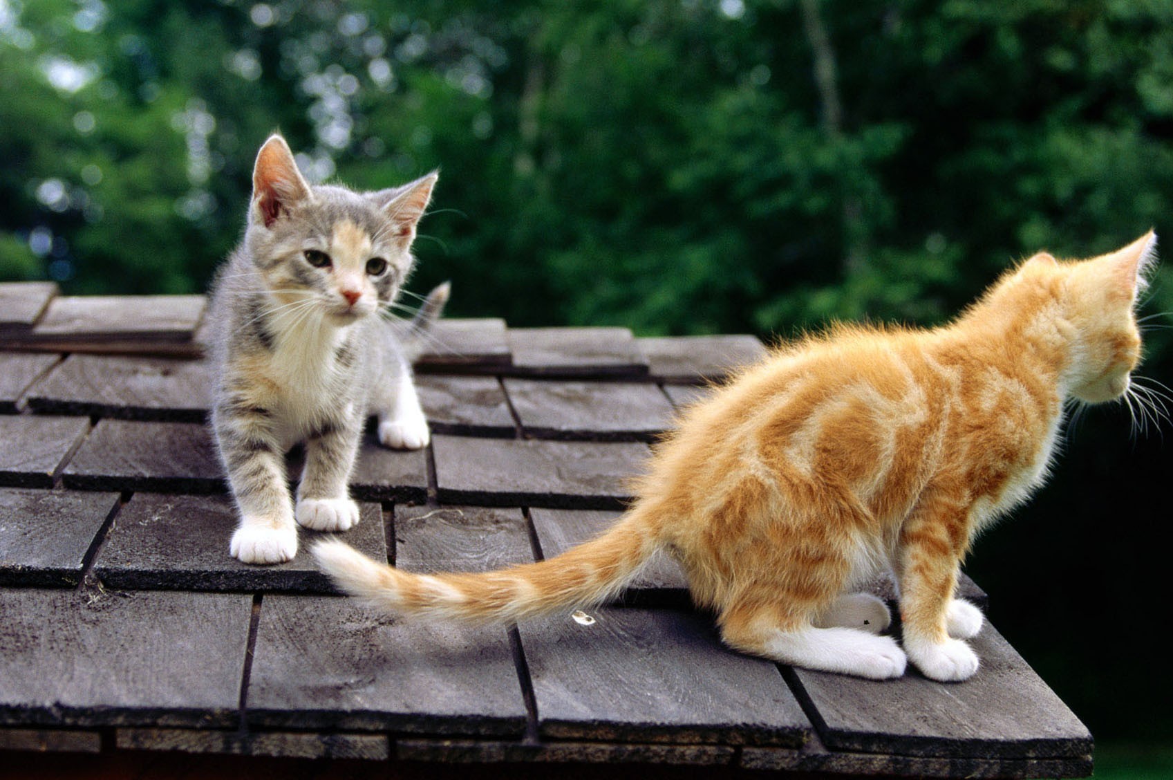 Kittens, Kitty, Cat Eye, Cute Cat Wallpapers, Cute - There Are Cats On The Roof - HD Wallpaper 