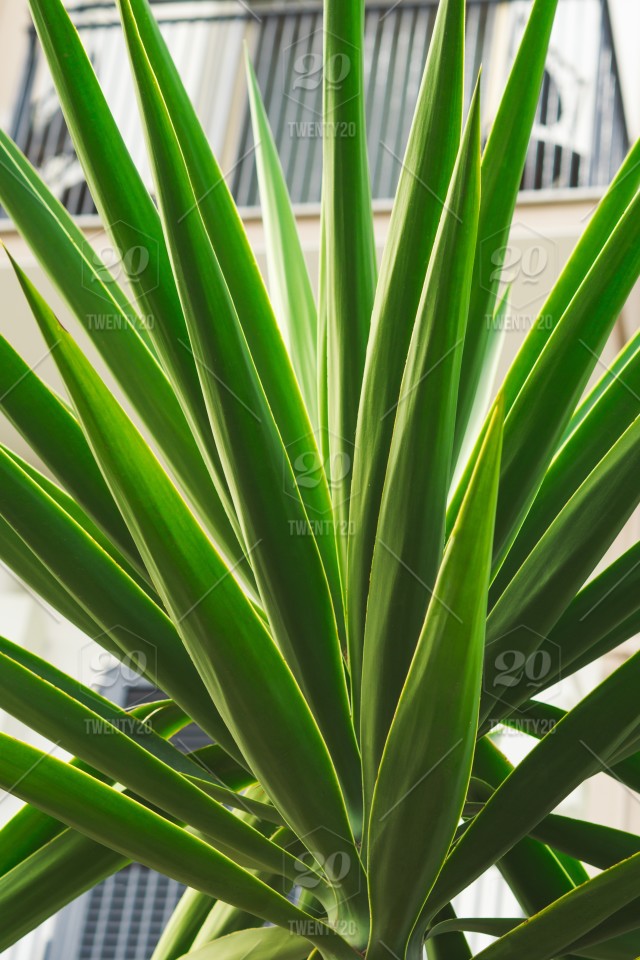 Houseplant - HD Wallpaper 