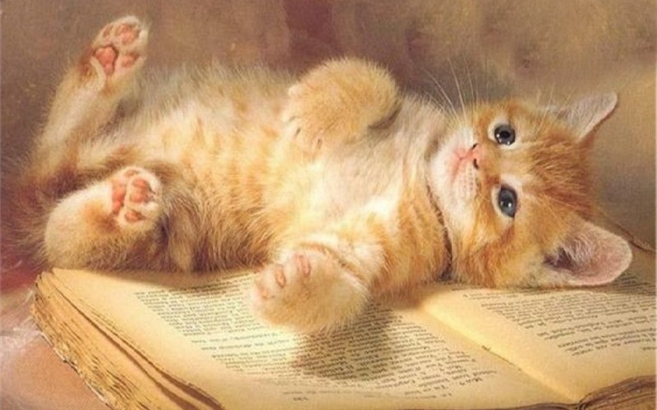Cute Kitten Wallpaper - Cool Background Pictures Of Kittens - HD Wallpaper 