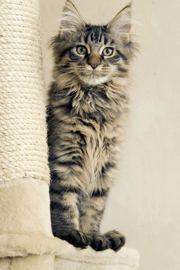 Grab The Elegant Awesome Cat Wallpapers - Maine Coon Tabby Kitten - HD Wallpaper 