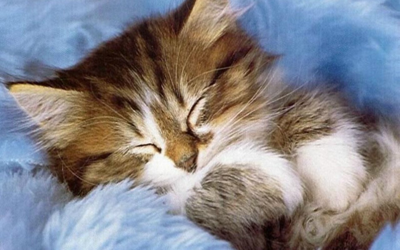 World's Cutest Kittens Backgrounds - HD Wallpaper 