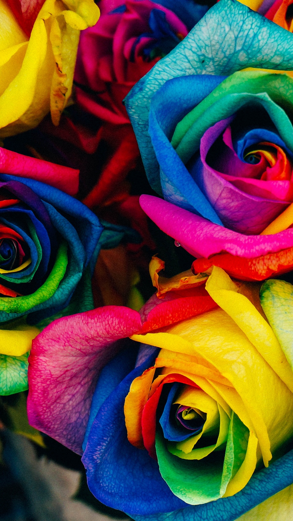 Wallpaper Roses, Colorful, Rainbow - Rainbow Roses - HD Wallpaper 