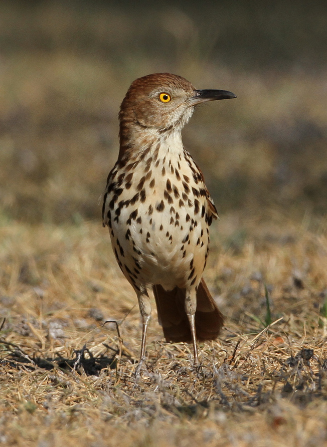 Brown Thrasher Wallpaper - Brown Thrasher Uk - HD Wallpaper 