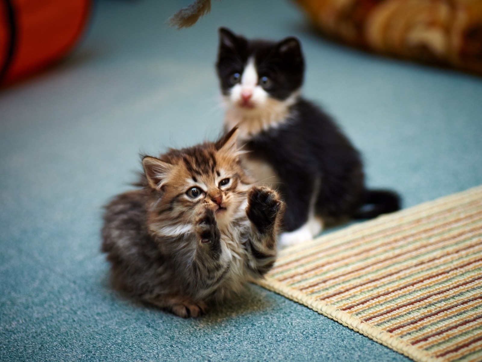 Cute Couple Cats Hd Images Download - HD Wallpaper 