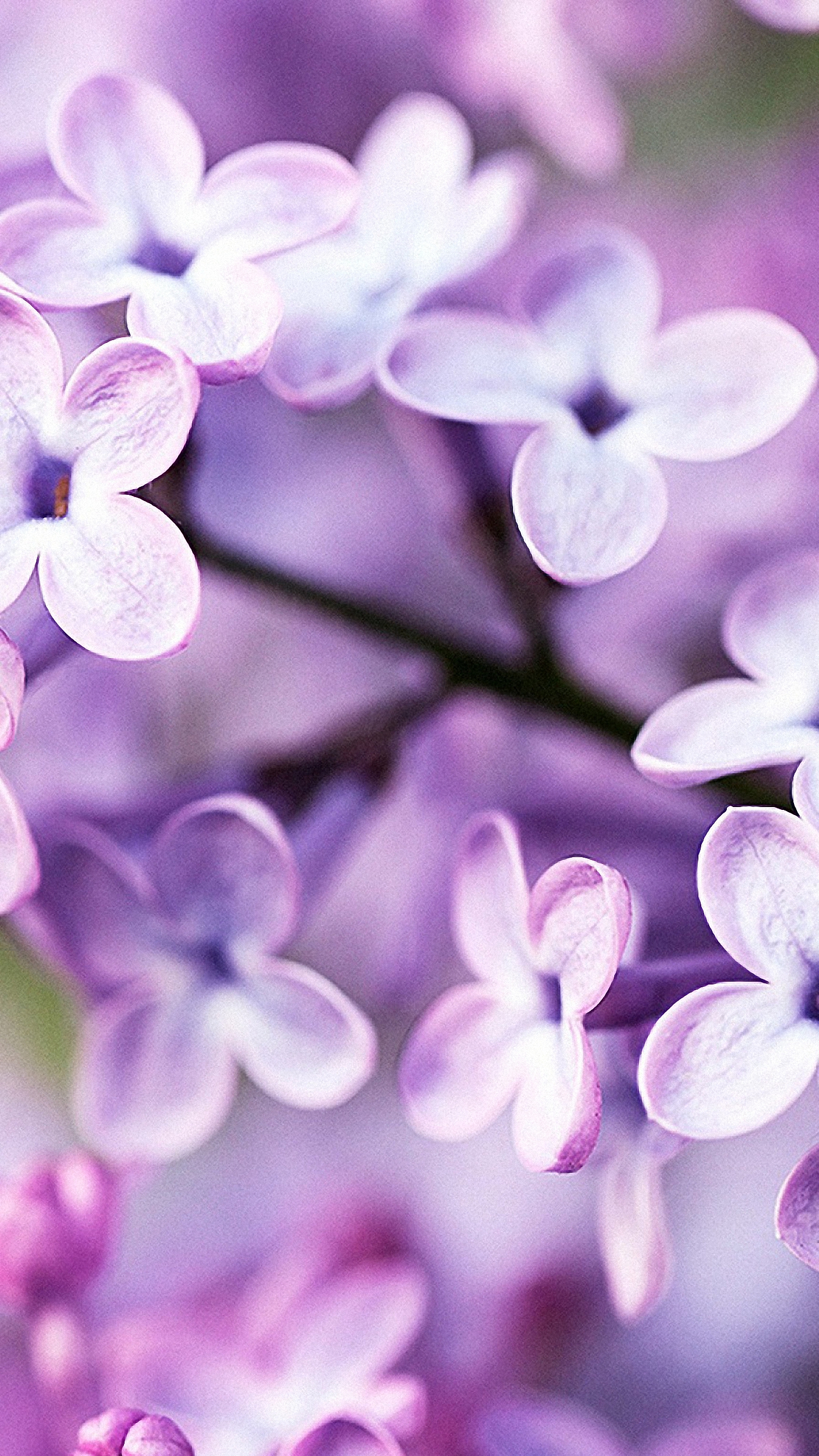 Spring Wallpaper For Iphone 6s - HD Wallpaper 