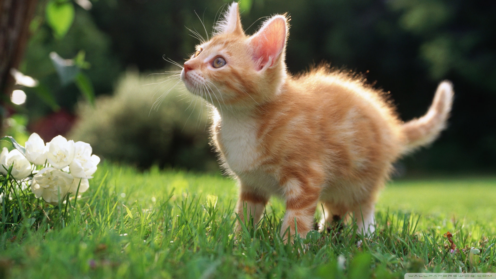 Kitten Hd - HD Wallpaper 