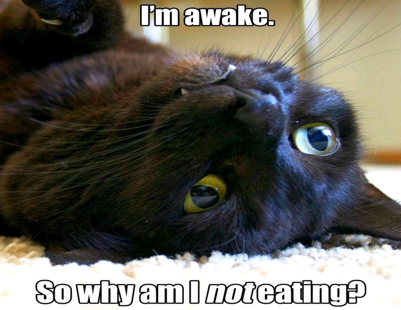 Catsdrawing Humor Fun Macbook Digital Art Cartoon Wallpapers - Funny Cats Feed Me - HD Wallpaper 