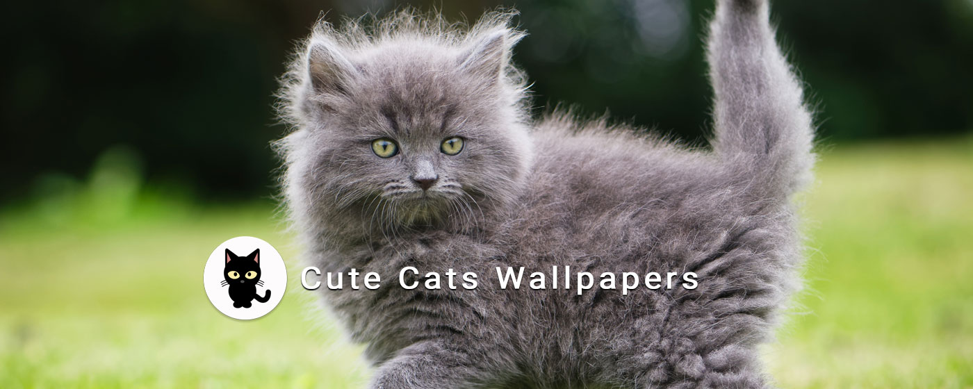 Grey Fluffy Kitten - HD Wallpaper 