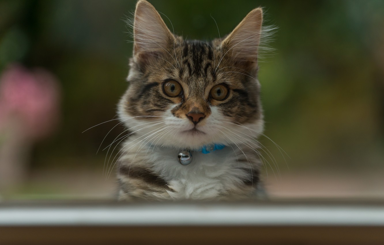 Photo Wallpaper Eyes, Look, Background, Cute, Kitty - Wallpaper - HD Wallpaper 