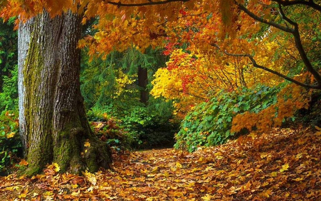 Autumn Forest Wallpapers - Nature In Autumn Season - HD Wallpaper 