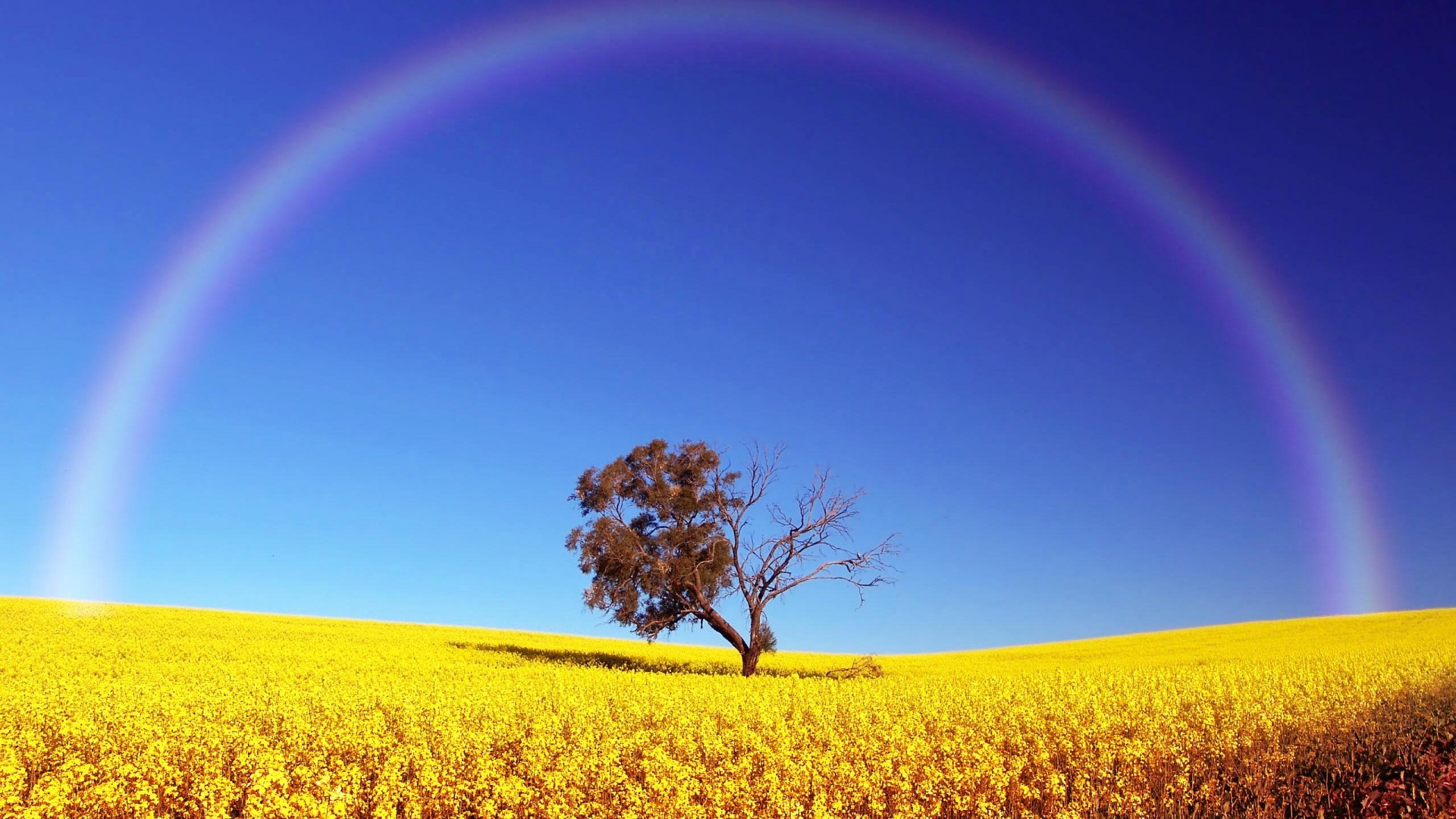 Background Rainbow Nature Hd - HD Wallpaper 