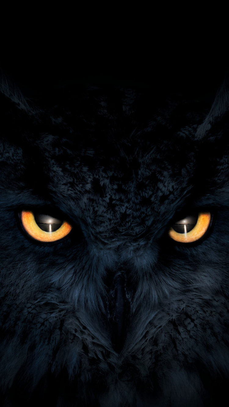 Owl, Dark, Glowing Eyes, Muzzle, Wallpaper - Owl Wallpaper For Iphone - HD Wallpaper 