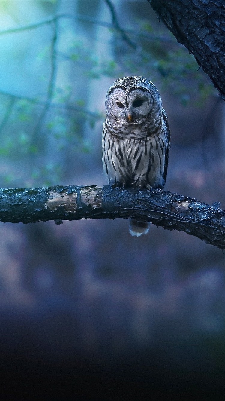 Iphone Wallpaper Owl In The Forest, Bokeh - Owl Wallpaper Iphone - HD Wallpaper 