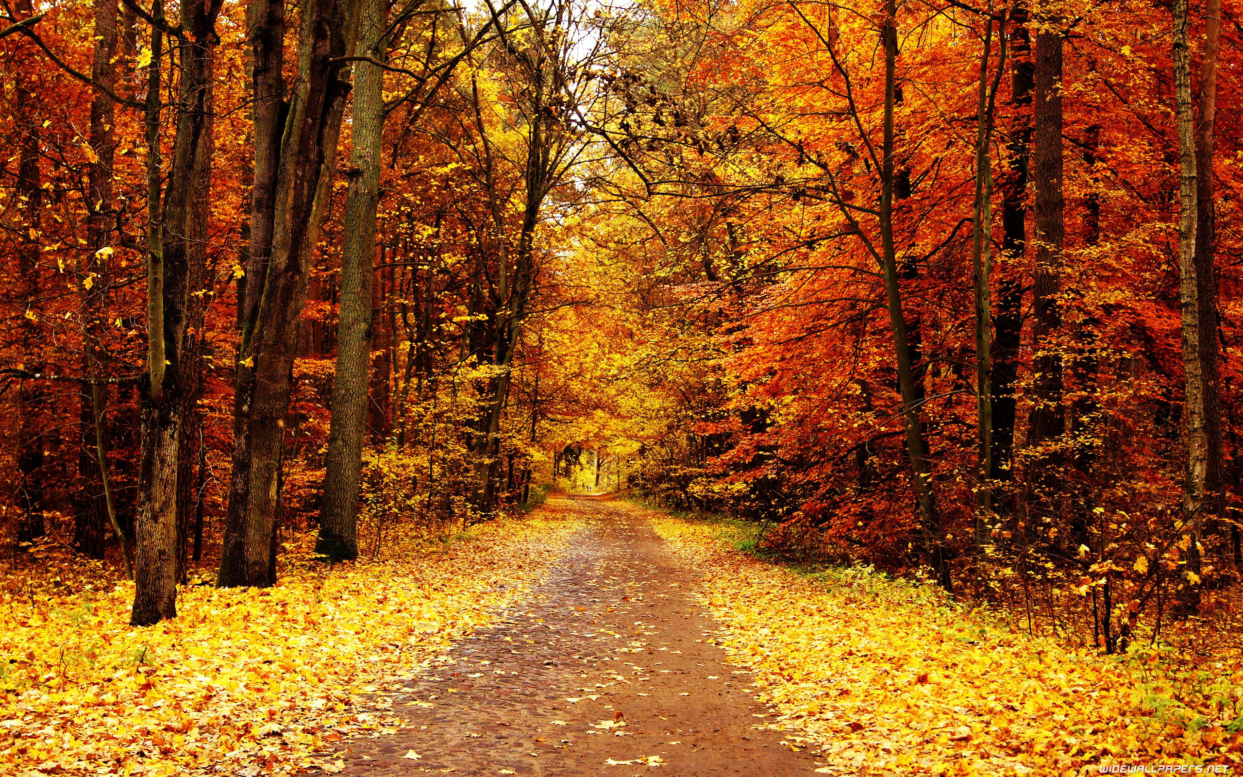 Autumn 
 Data-src /w/full/d/7/b/113483 - Fall Trees Background - HD Wallpaper 
