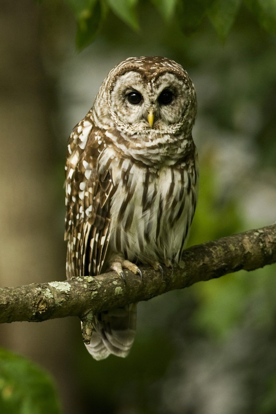 Owl Wallpaper Iphone Resolution - Owl Wallpaper For Mobile - HD Wallpaper 