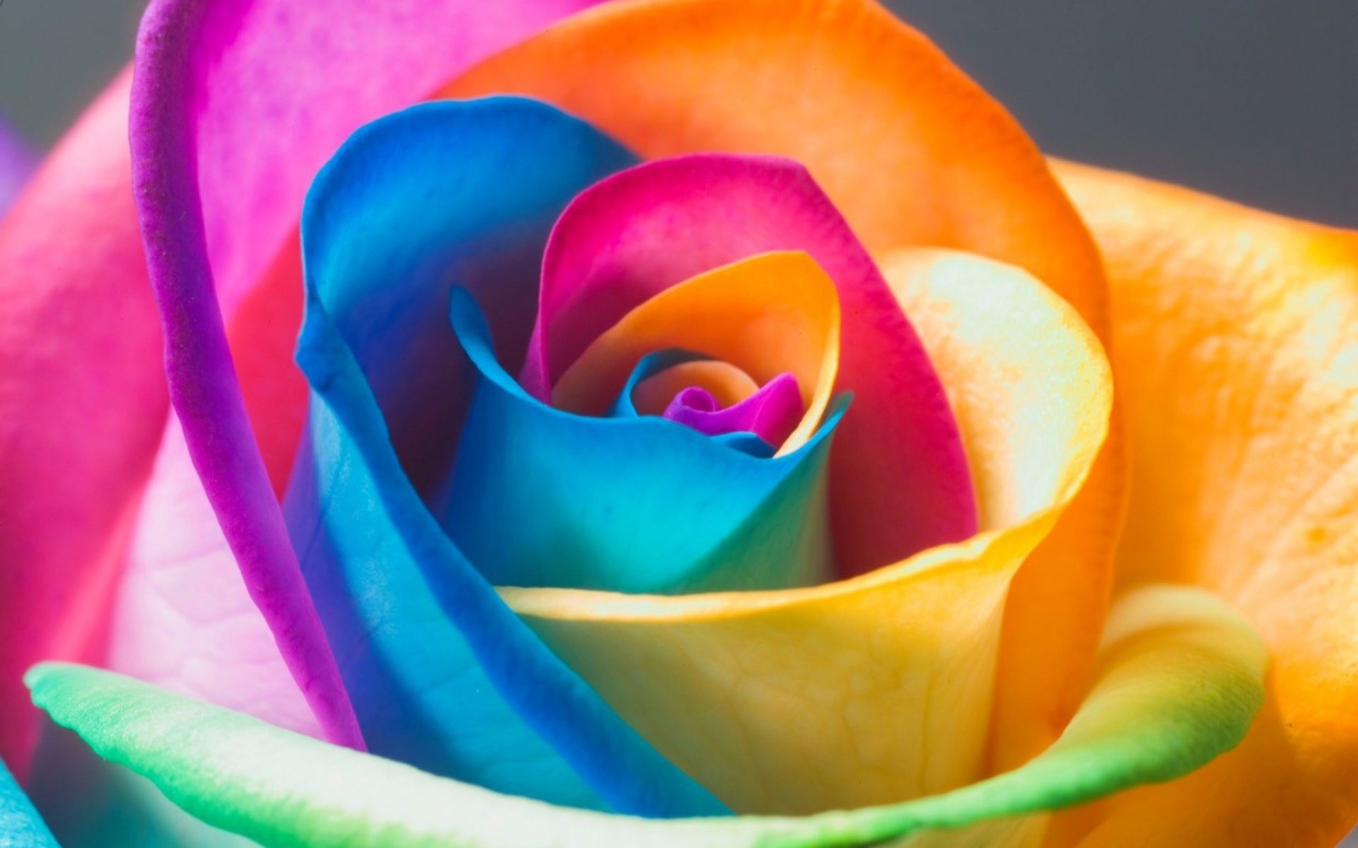 Rainbow Flower Wallpaper Desktop Rainbow Wallpaper - Nice And Beautiful Flowers - HD Wallpaper 