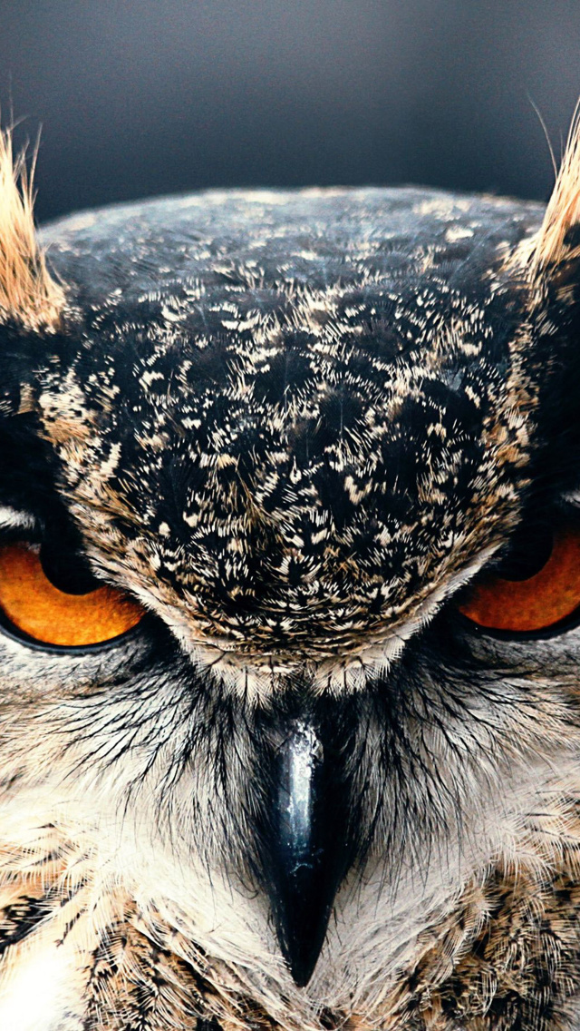 Owl Face Iphone 5 Wallpaper - Owl Face Wallpaper Hd - HD Wallpaper 