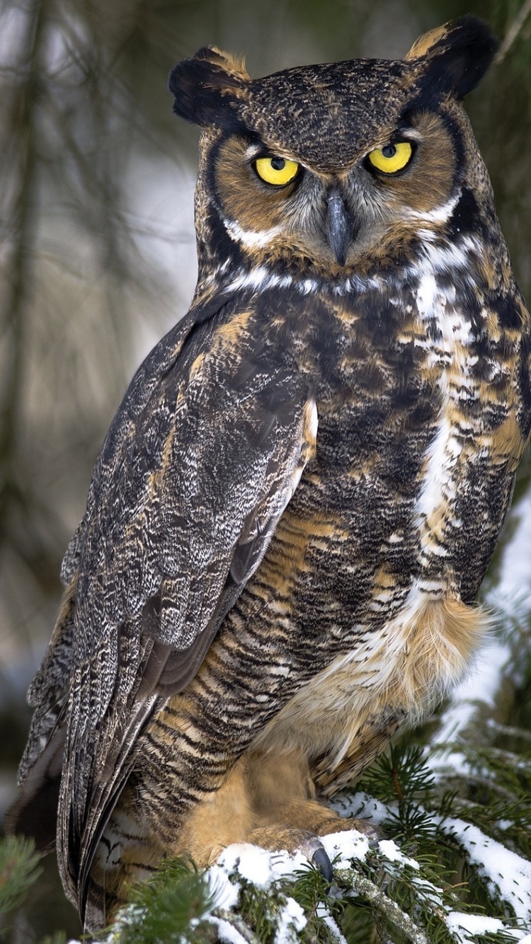 Real Owl Wallpaper For Mobile - 750x1334 Wallpaper Real Owl Wallpaper For Mobile - 750x1334 Wallpaper