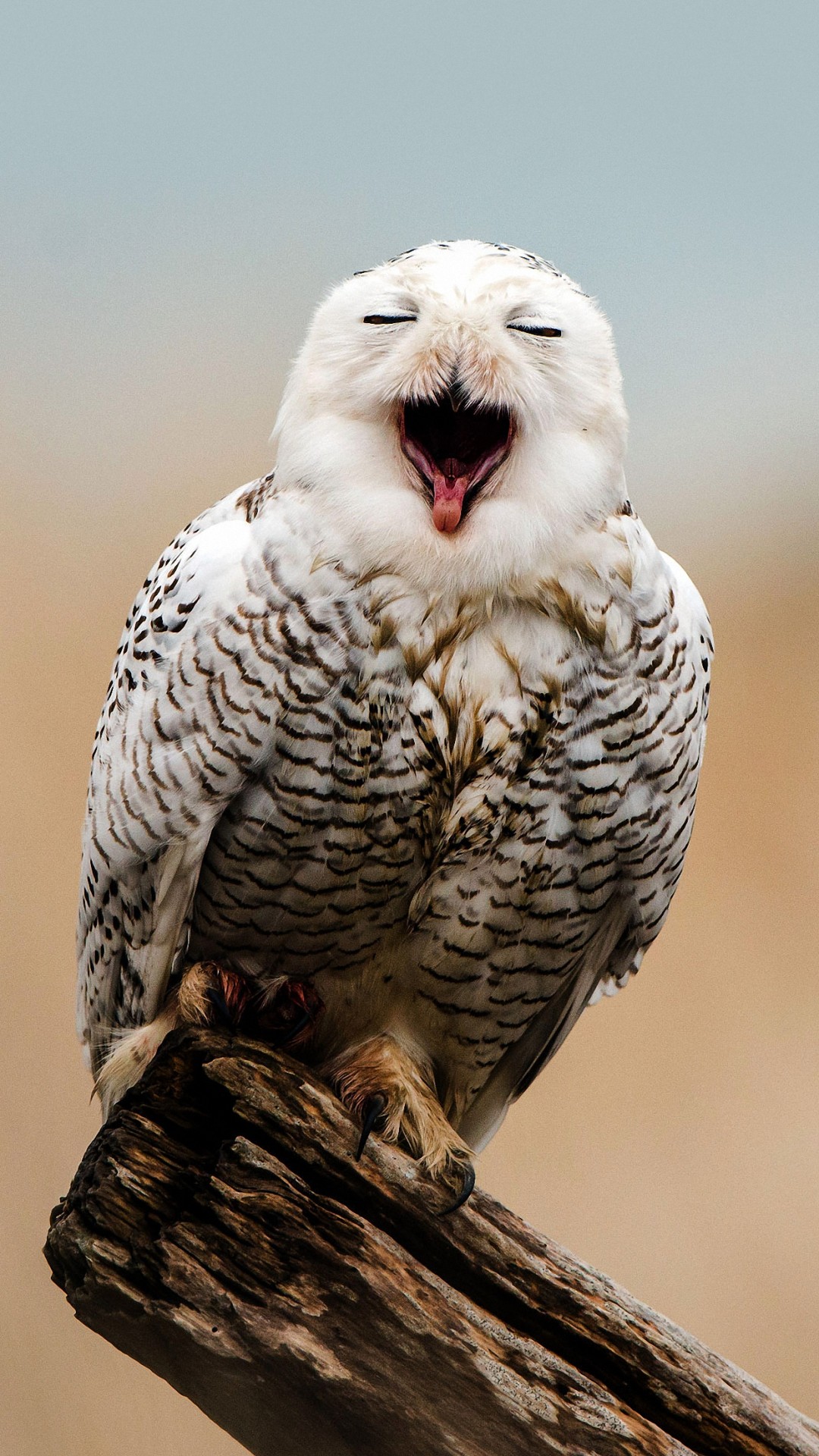 1080x1920, White Owl Iphone 6 Wallpapers Hd 
 Data - Owl Wallpapers Iphone Hd - HD Wallpaper 