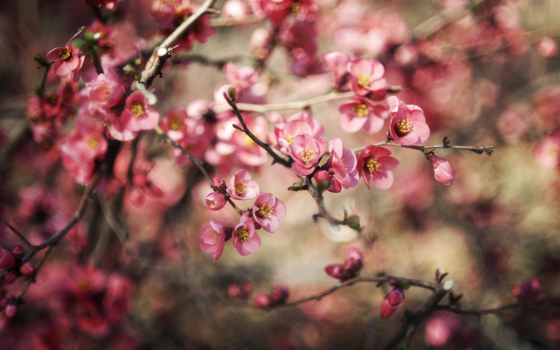 Free Spring Wallpaper Hd For Desktop - Full Hd Nature Pink - HD Wallpaper 