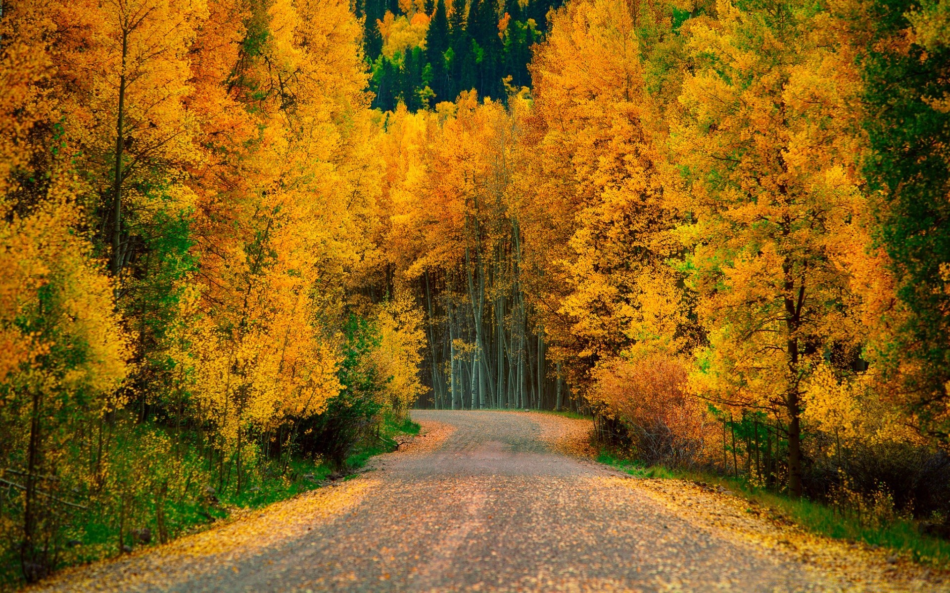 Autumn Fall Leaf Wood Tree Road Landscape Scenic Nature - HD Wallpaper 